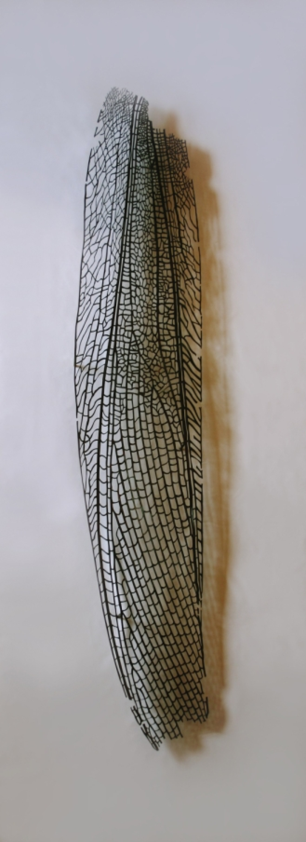 Study of the wings