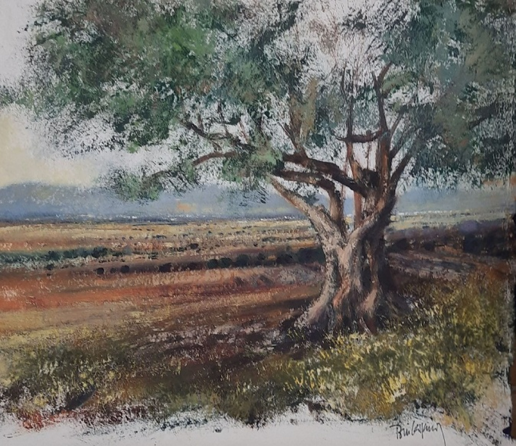 Olive trees series II