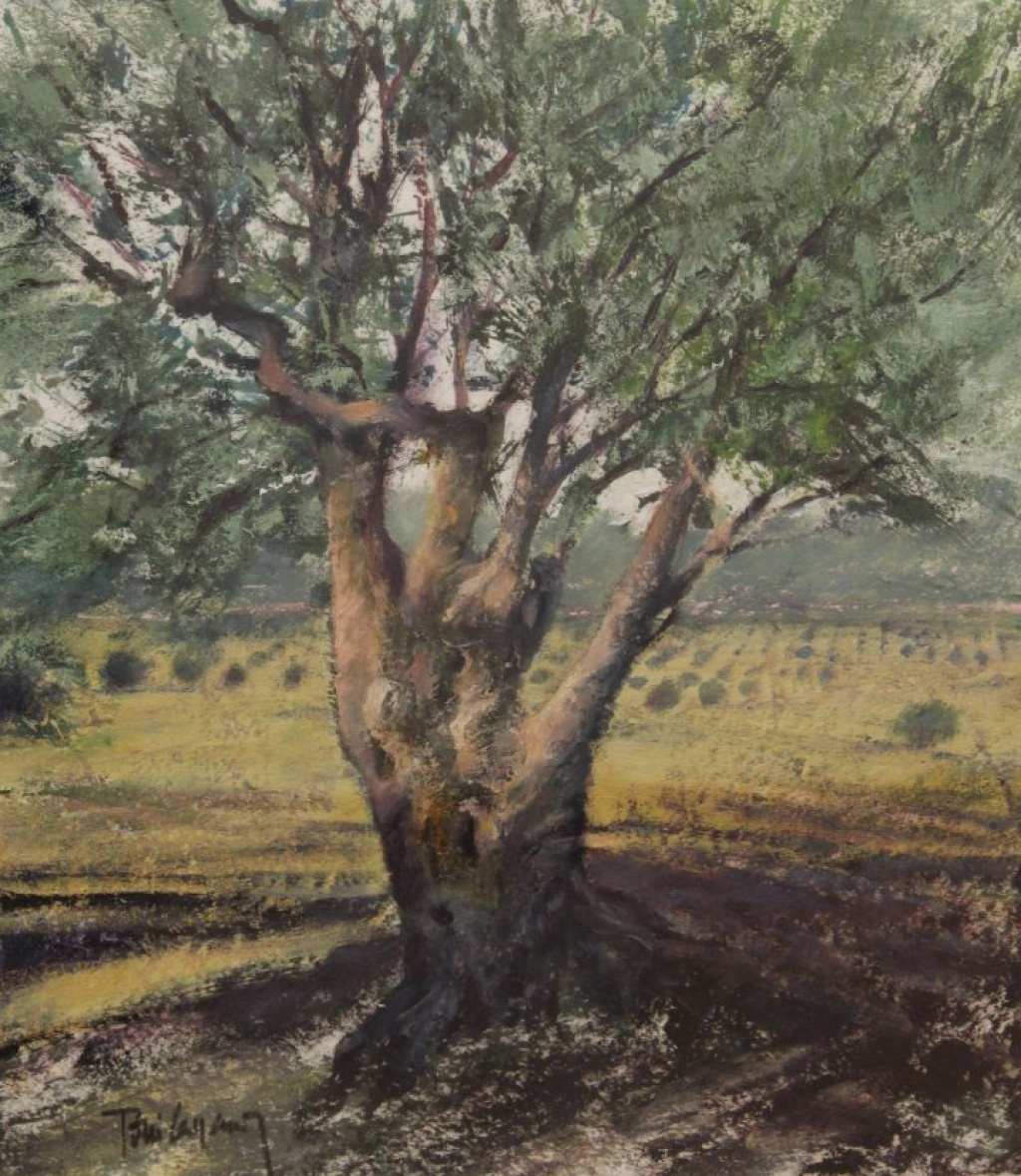 Olive tree