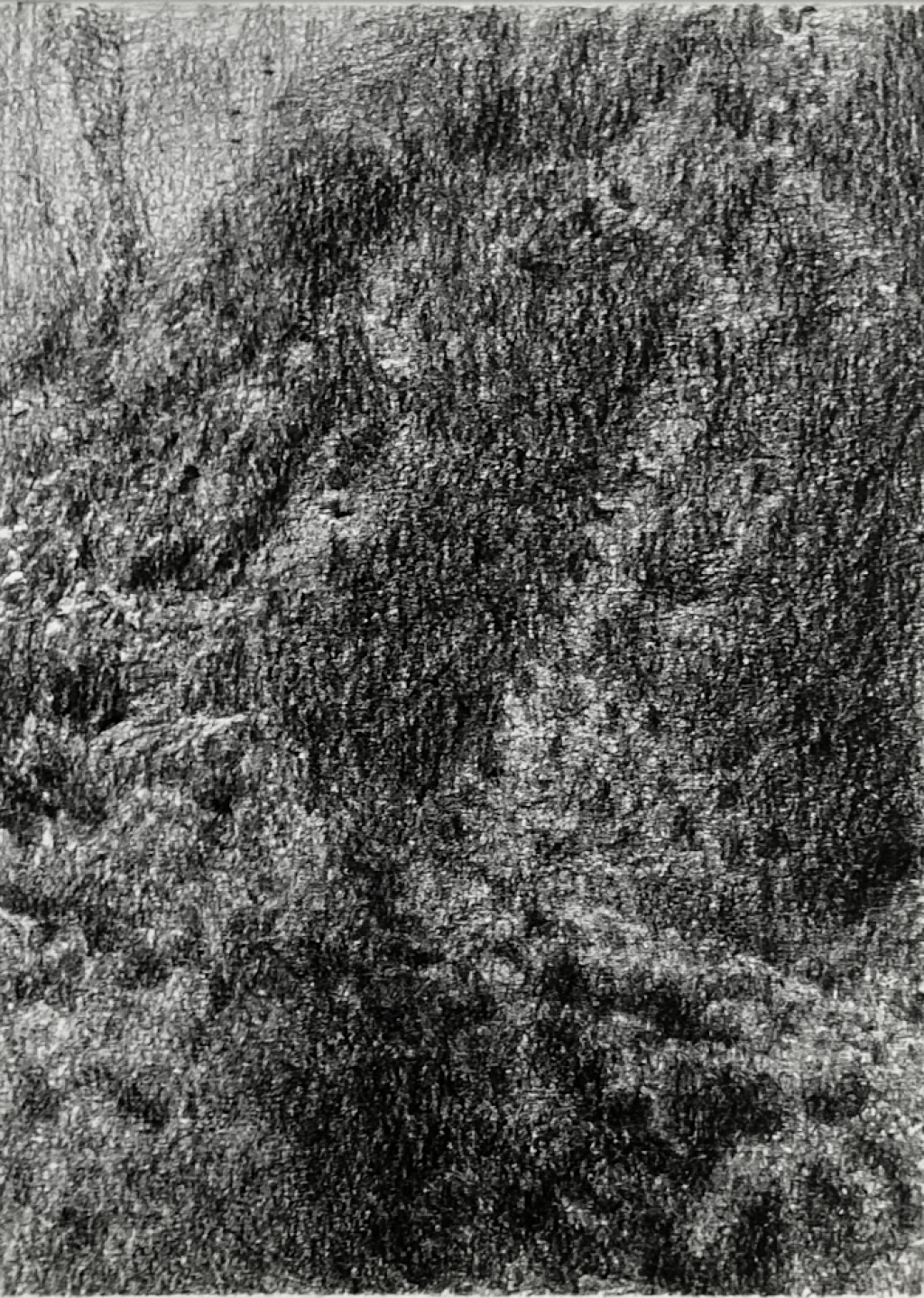 Nature XIX