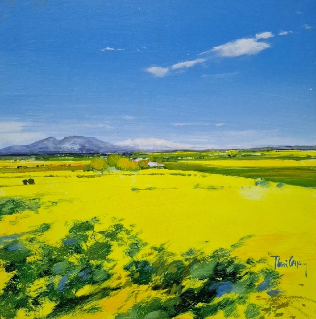Rapeseed field