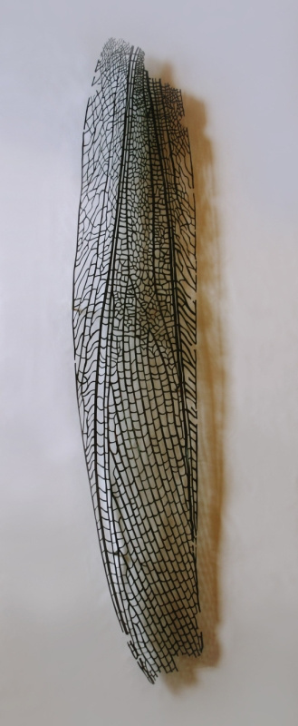 Study of the wings