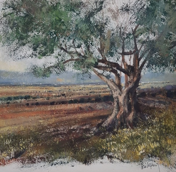 Olive trees series II
