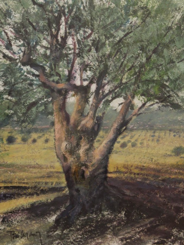 Olive tree