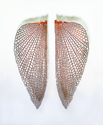 Two wings
