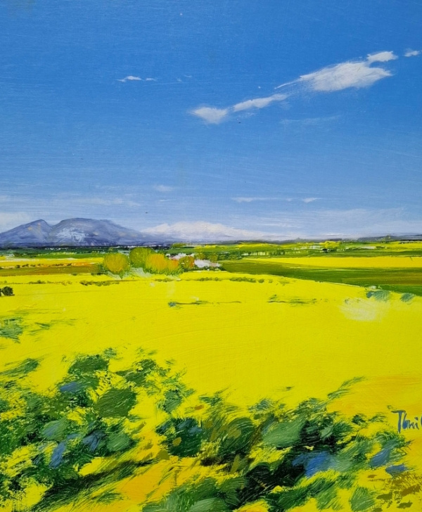 Rapeseed field