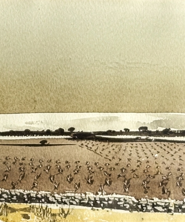 PAISATGE DE MATI
